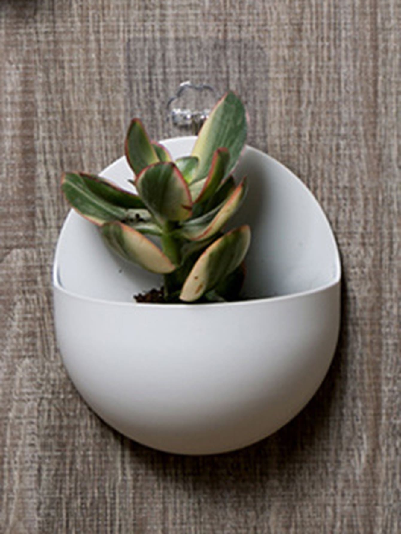 1pc Wall Mounted Plant Container