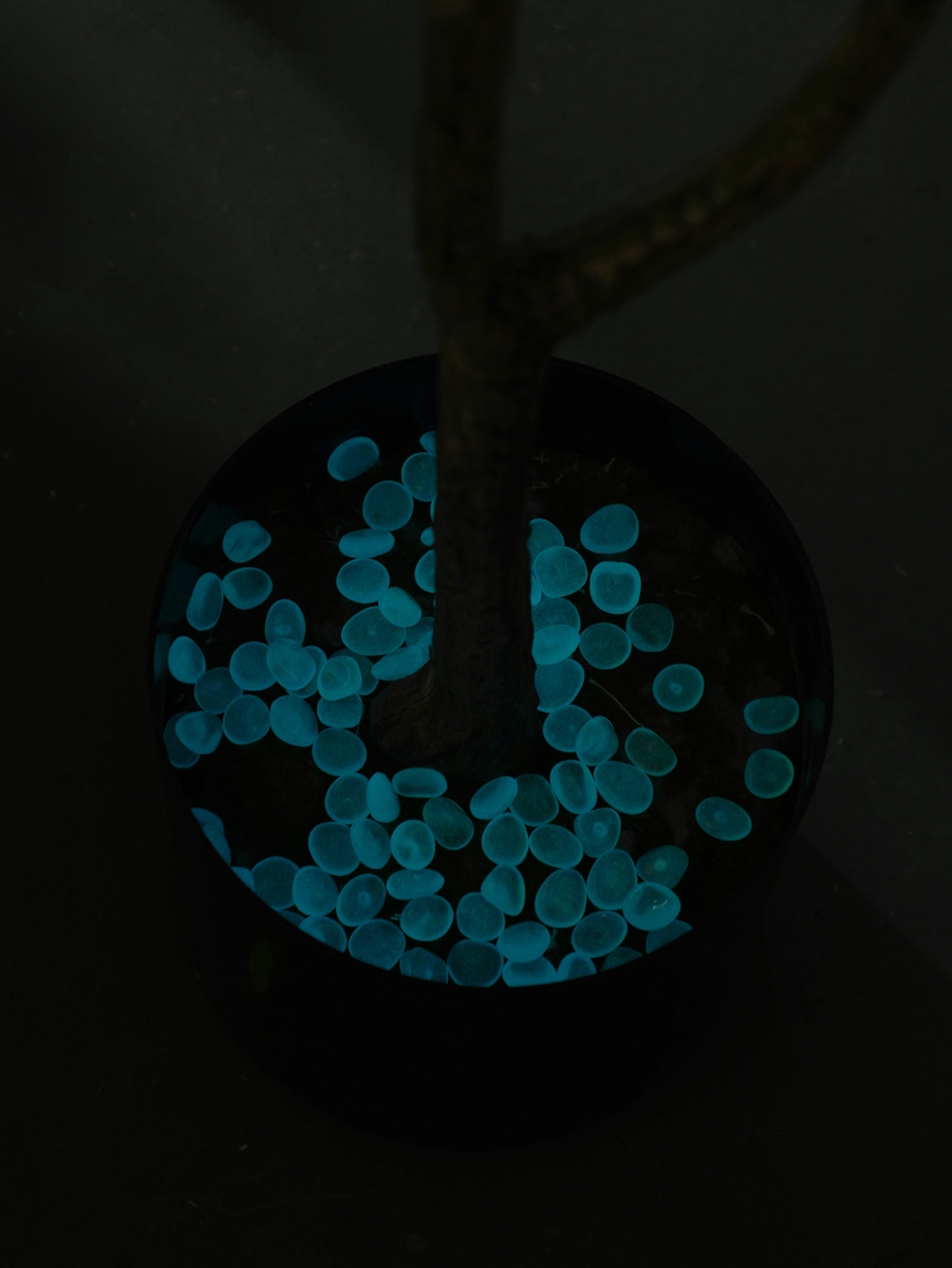 100pcs Glow In The Dark Stone Design Garden Decoration Craft, Mini Stone Garden Ornament For Yard Plant Pot