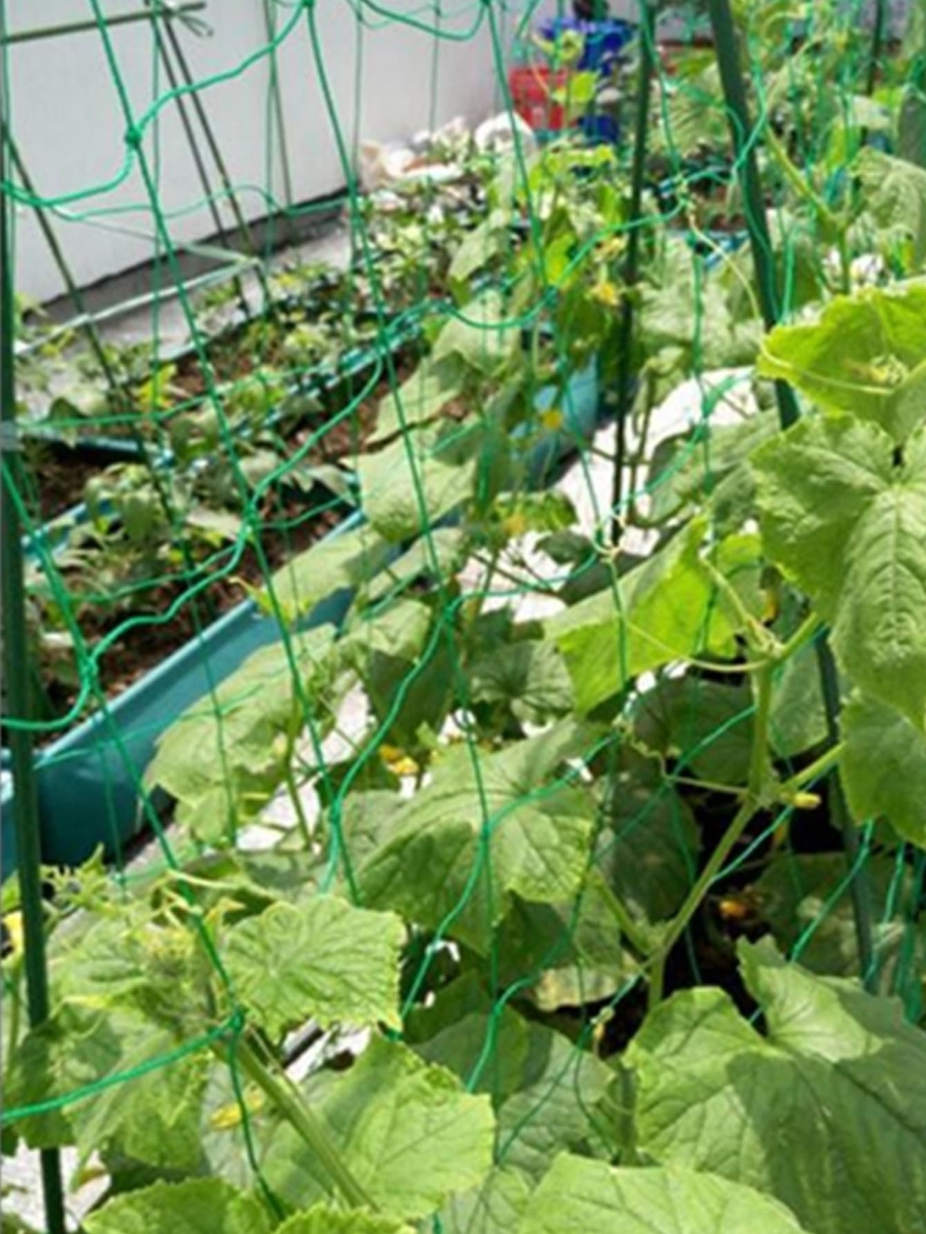 1pc Plastic Plant Climbing Net, Minimalist Plant Climbing Net For Garden