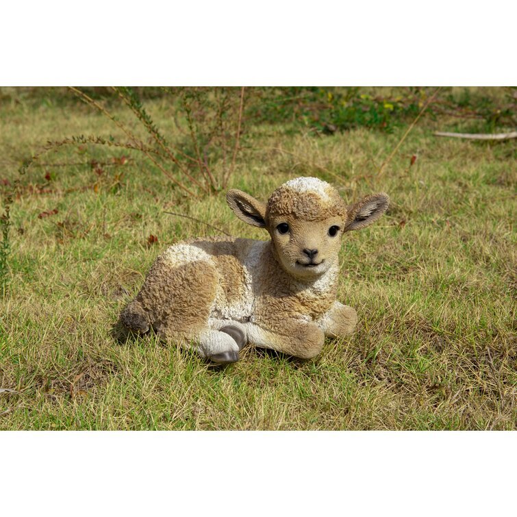 Baby Lamb Lying Down