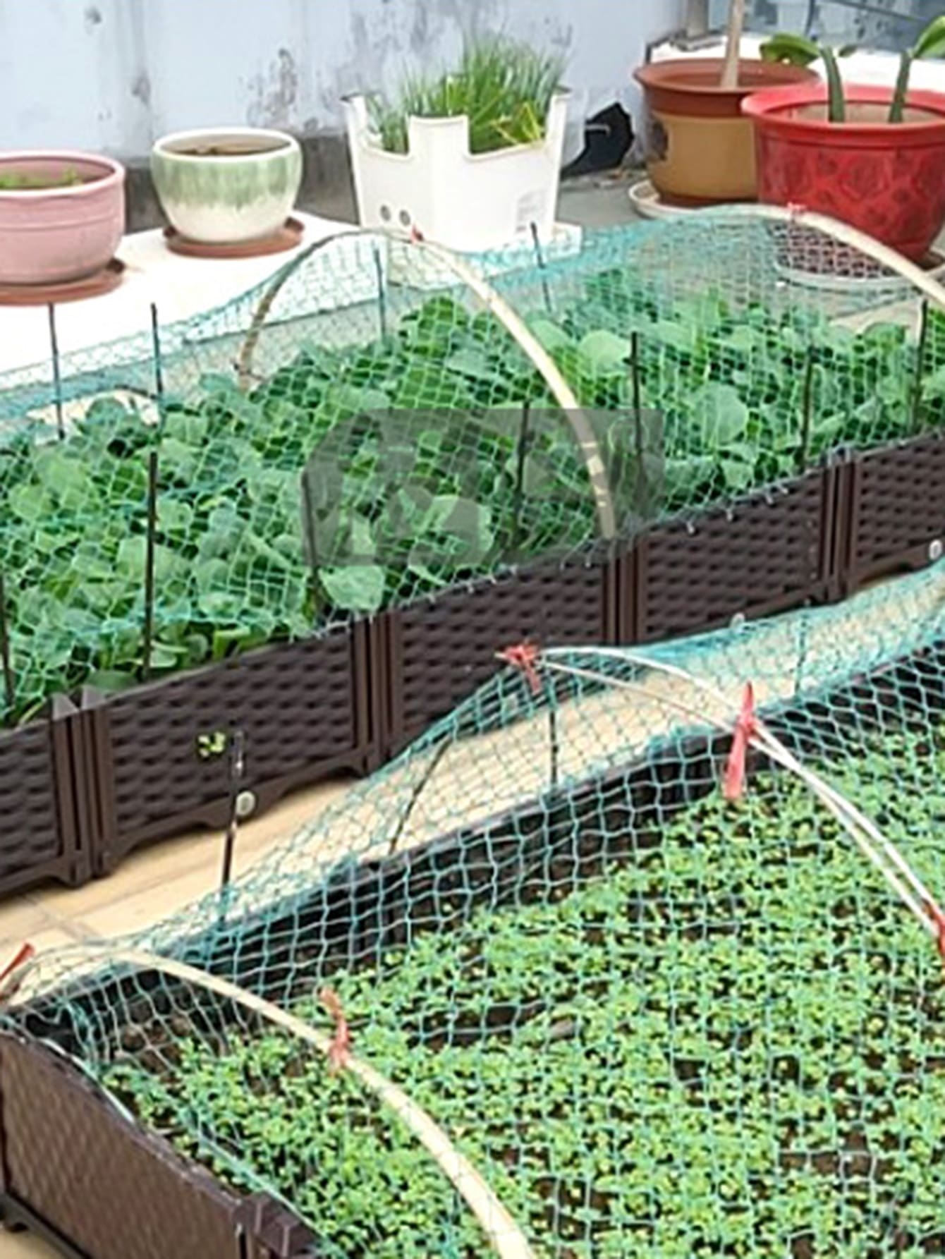 1pc Plain Plant Protector Cover