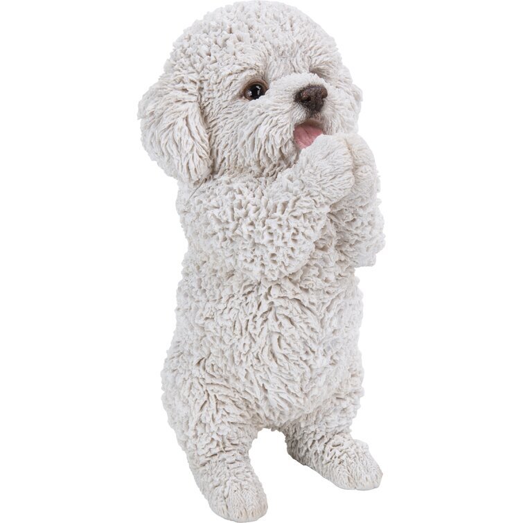 Dog-Poodle Puppy Playing