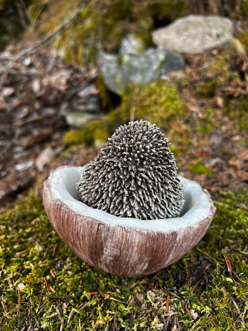 Hedgehog Resting Inside Coconut Shell Figurine  Statue, 4.5 inches Hedgehog Ornament, Hedgehog Figurine / Realistic