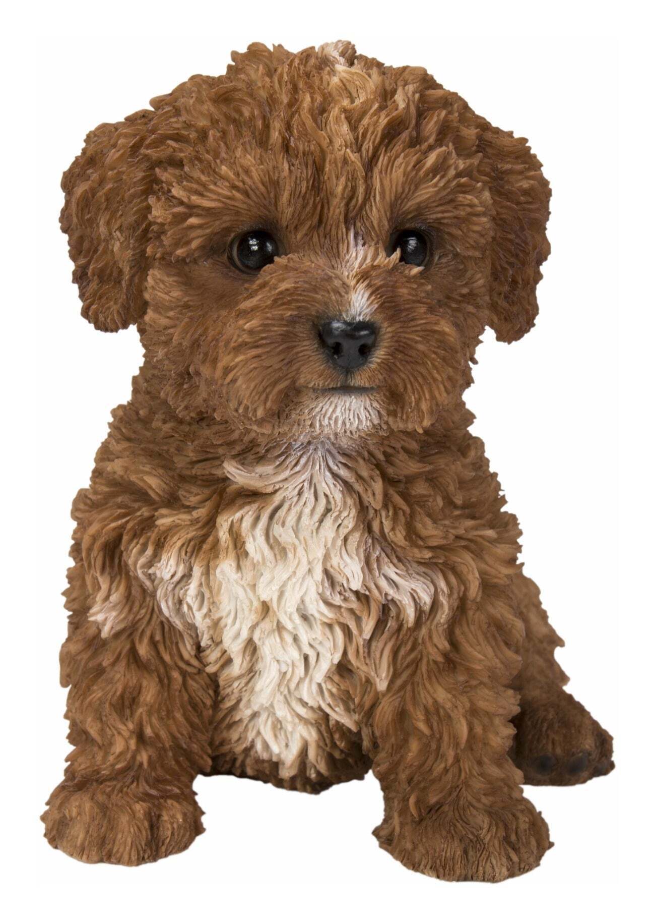 Baby Cavapoo Chocolate - RONKENG